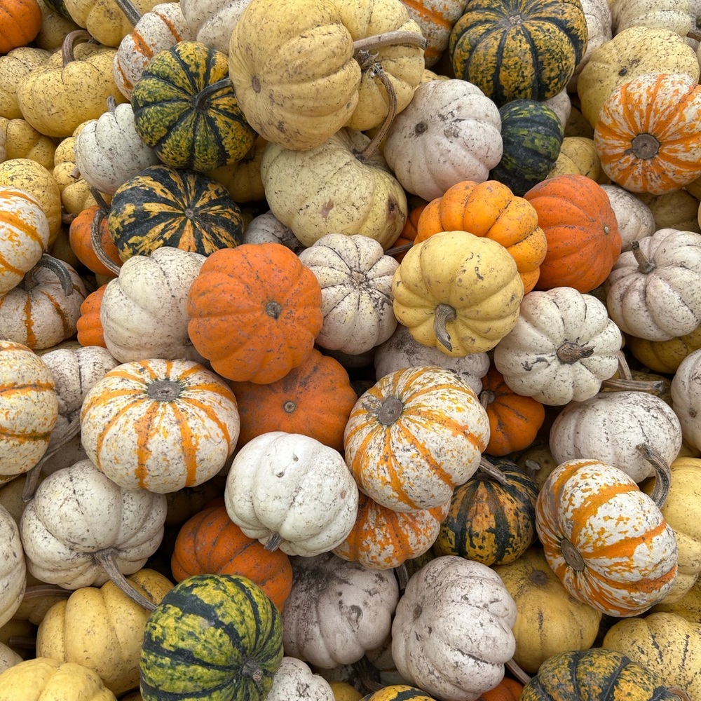 Live Show Listing $8